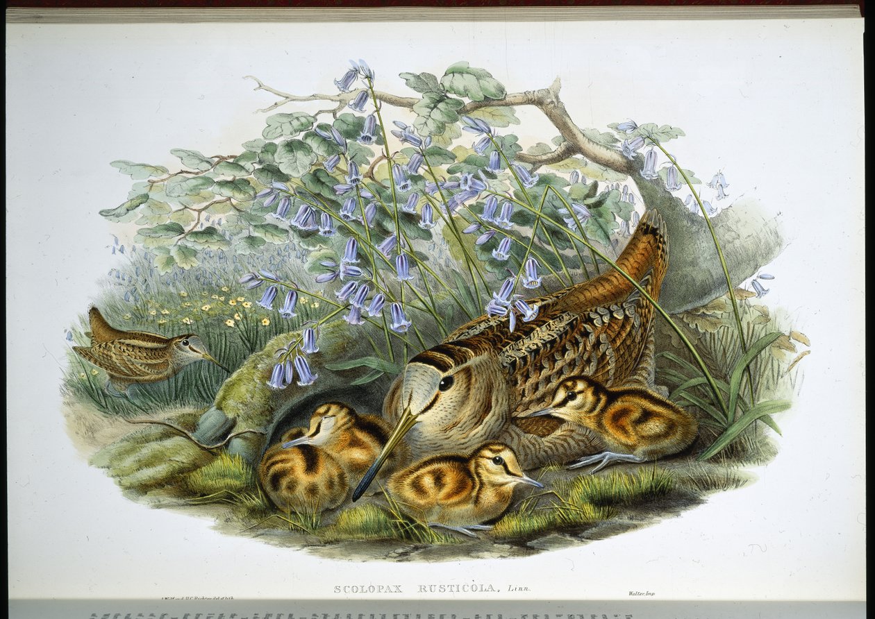 Houtsnip (Scolopax Rusticola) door John (after) Gould
