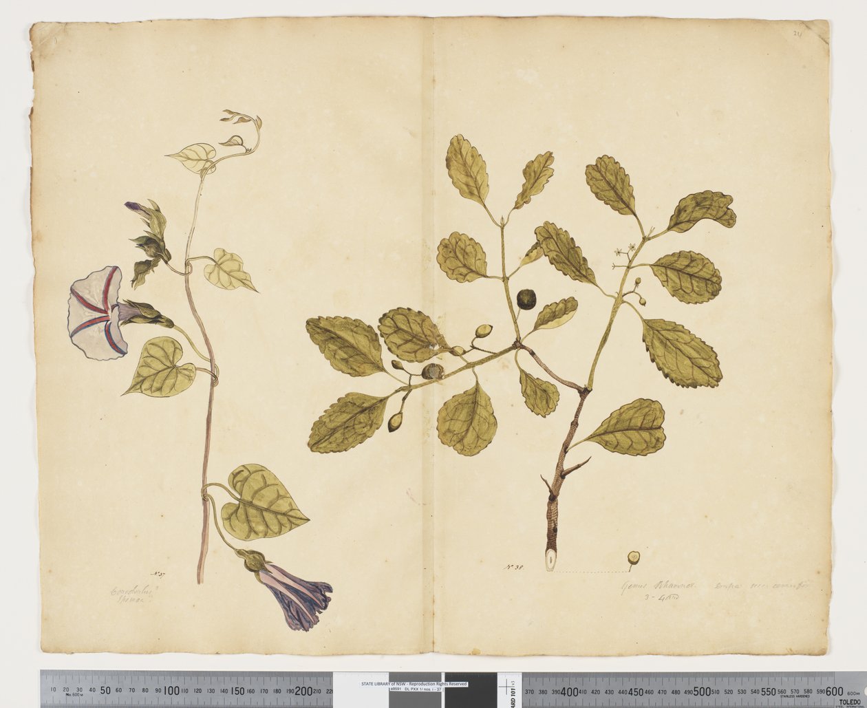 F.24 Ipomoea congesta; Elaeodendron curtipendulum, c.1790-95 door John (attr. to) Doody