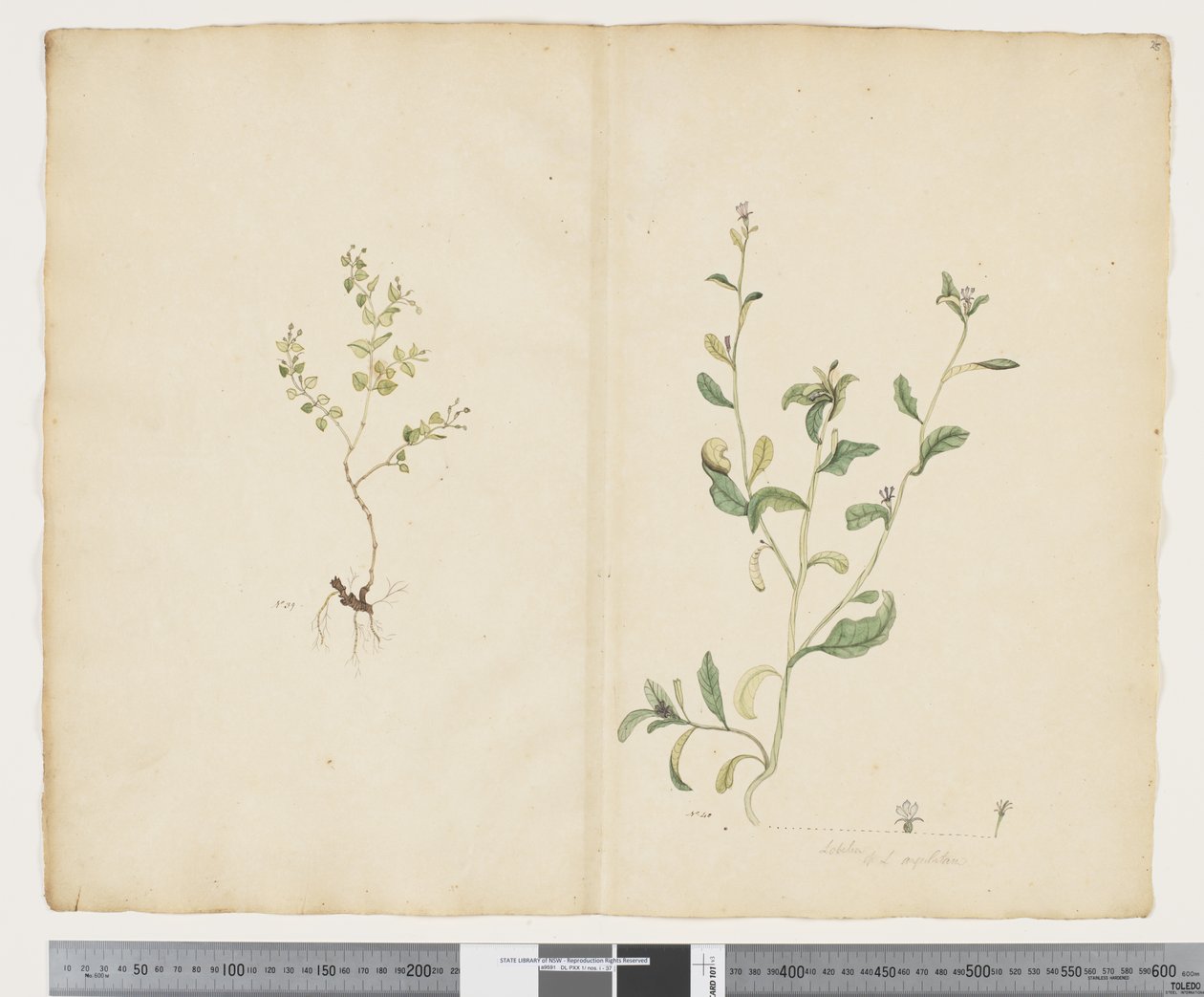 F.25 Euphorbia sparrmannii; Lobelia alata, c.1790-95 door John (attr. to) Doody