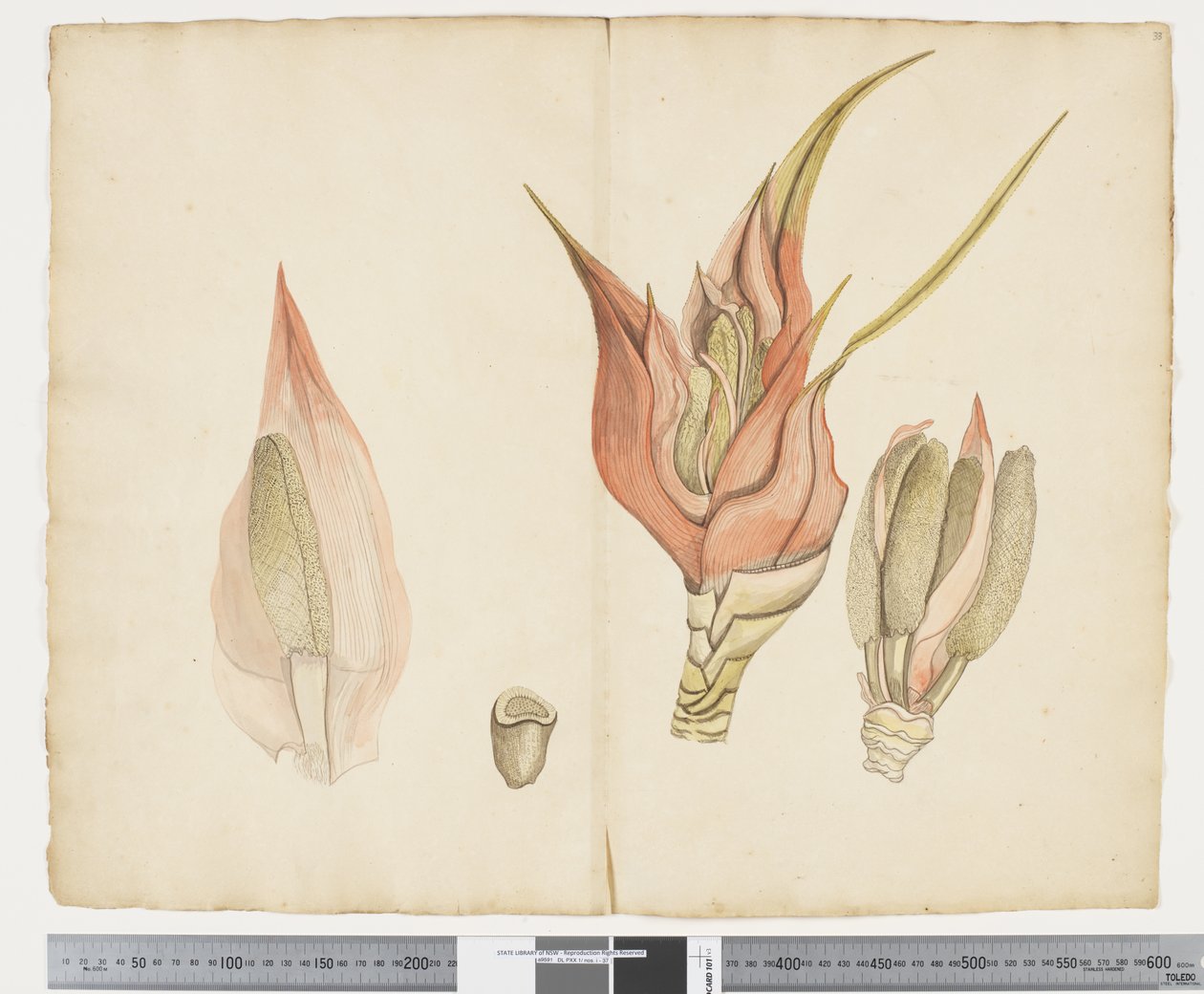 Freycinetia baueriana door John (attr. to) Doody