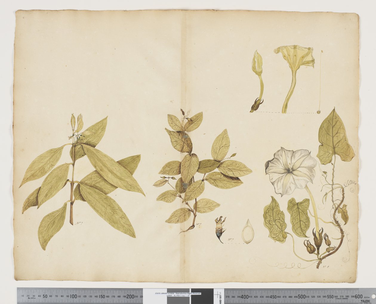 F.6 Wickstroemia Australis; Ipomea, c.1790-95 door John (attr. to) Doody