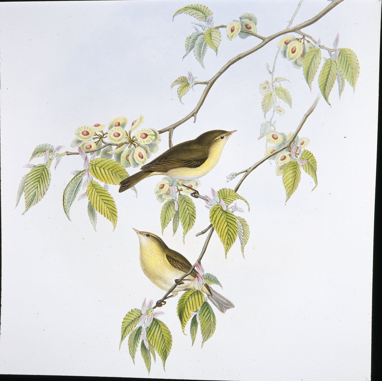 Tjiftjaf (Phyllopneuste Rufa) | John (after) Gould