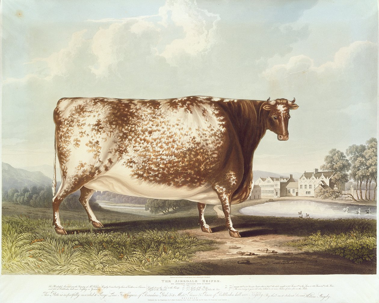 De Airedale Heifer, gegraveerd door R. Reeve door John Bradley