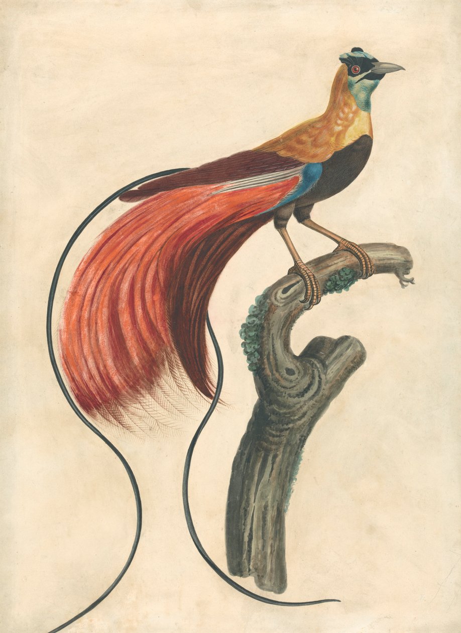 Roodgepluimde paradijsvogel (Paradisea Apoda Raggiana), Zuidoost-Nieuw-Guinea door John Collet