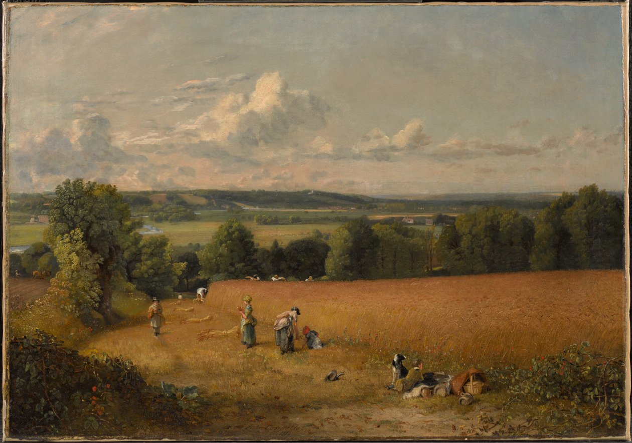 Het tarweveld door John Constable