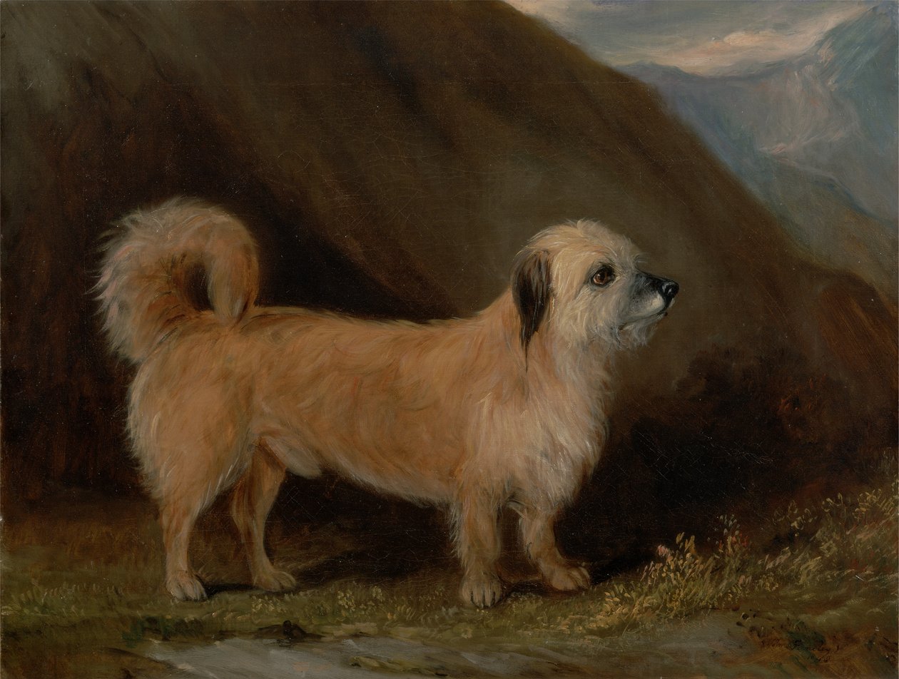 Een Dandie Dinmont Terrier door John E. Ferneley