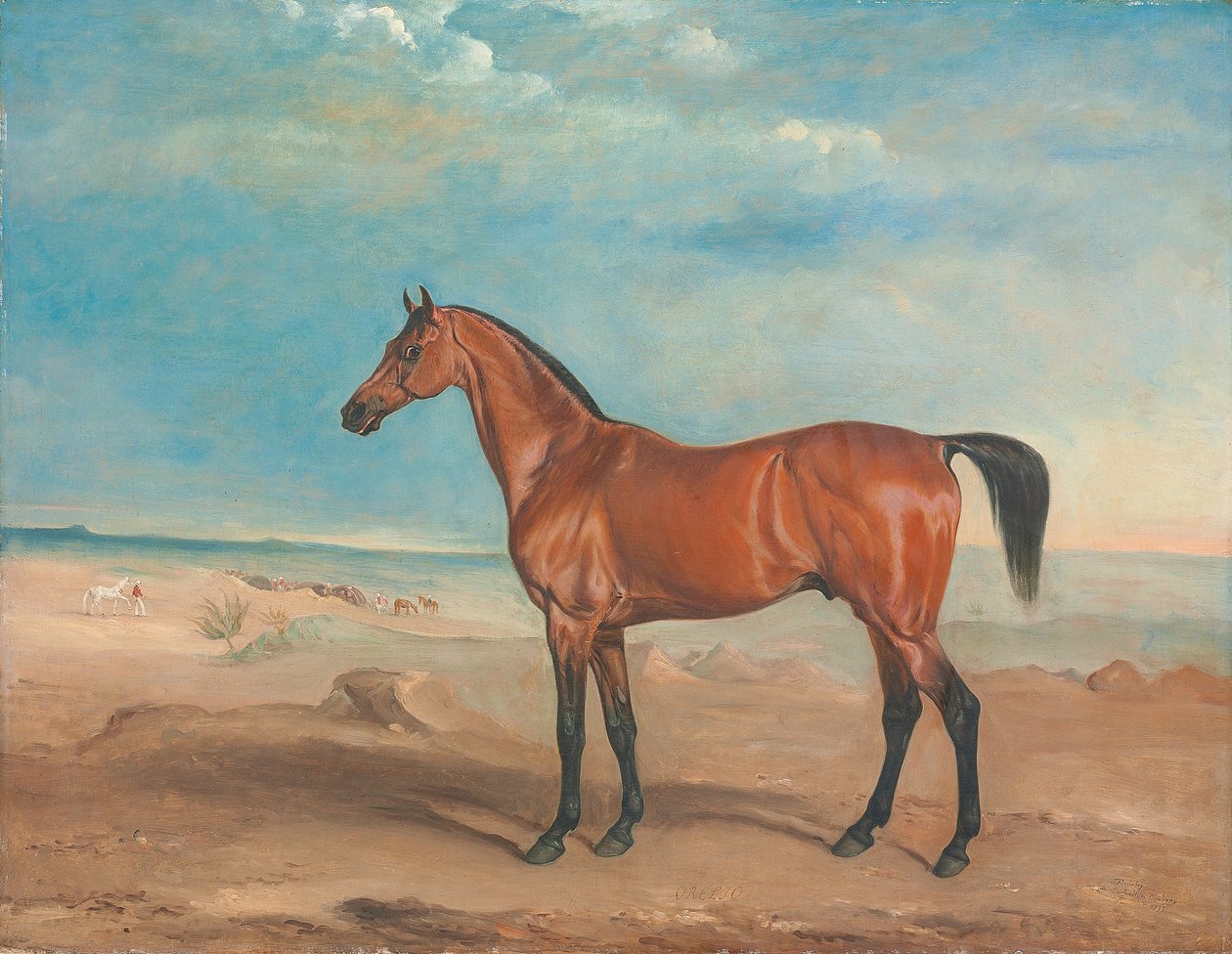 De Arabische hengst 
