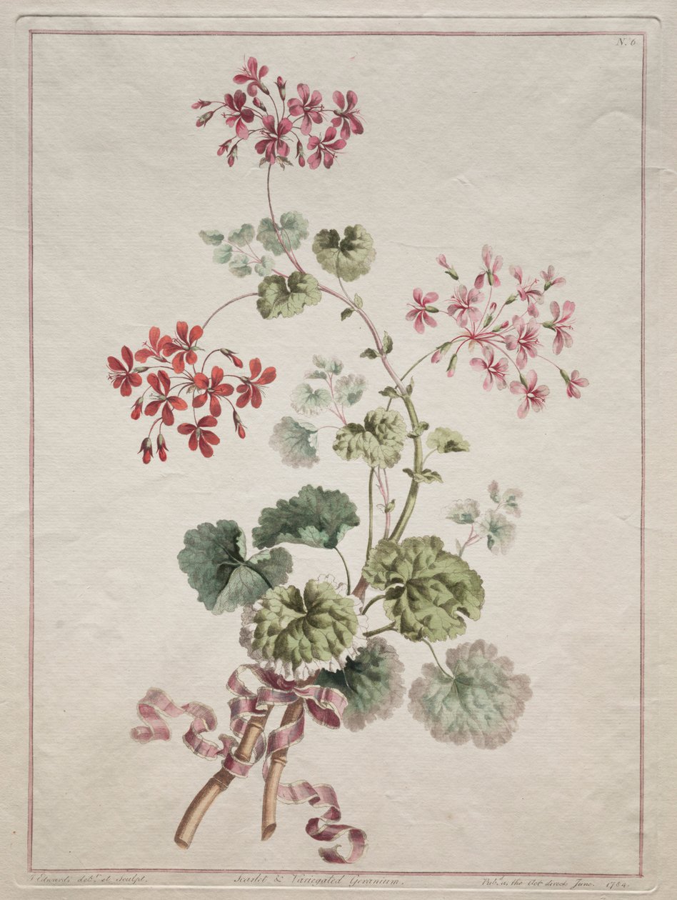 Een verzameling bloemen getekend uit de natuur: Nr. 6 - Scharlaken en bonte geranium, 1801 door John Edwards