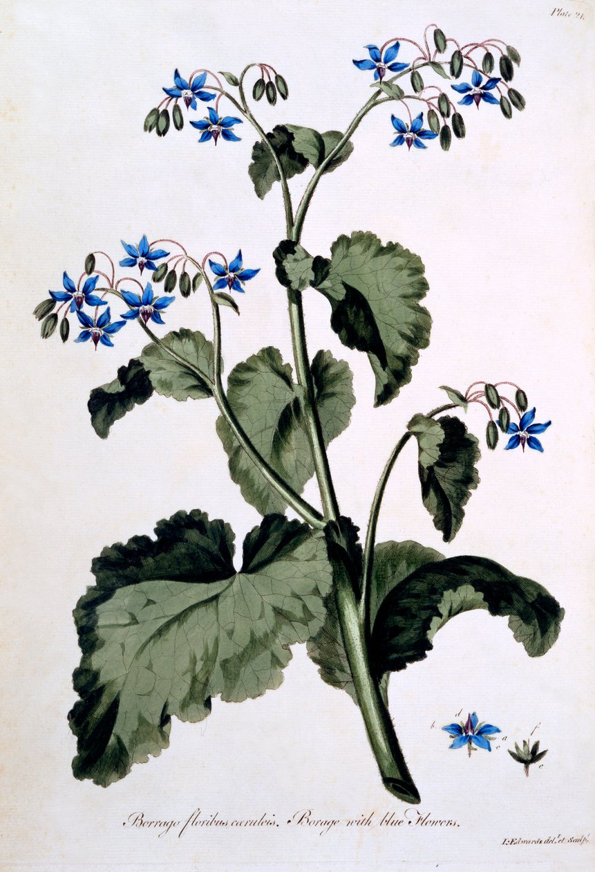 Bernagie met blauwe bloemen, illustratie uit 