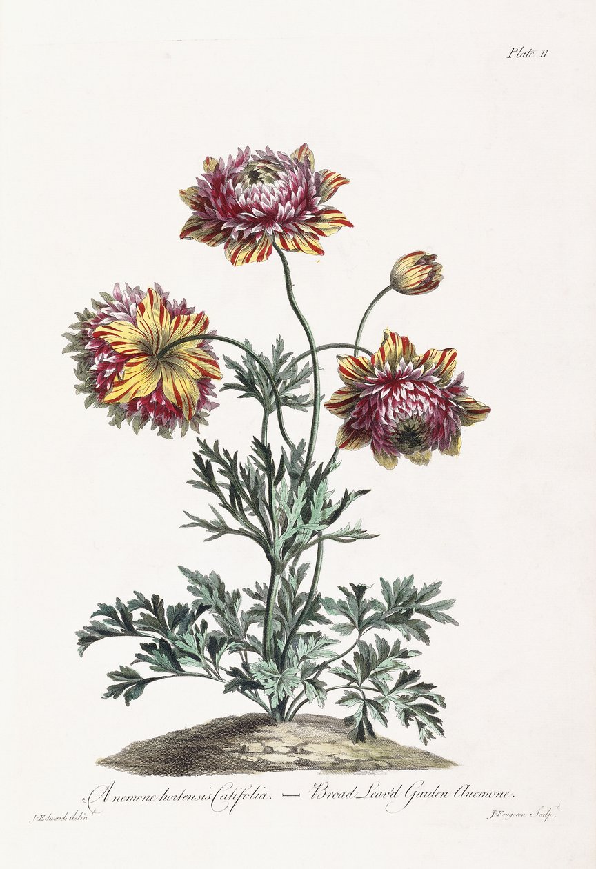 Breedbladige Tuinanemoon door John Edwards