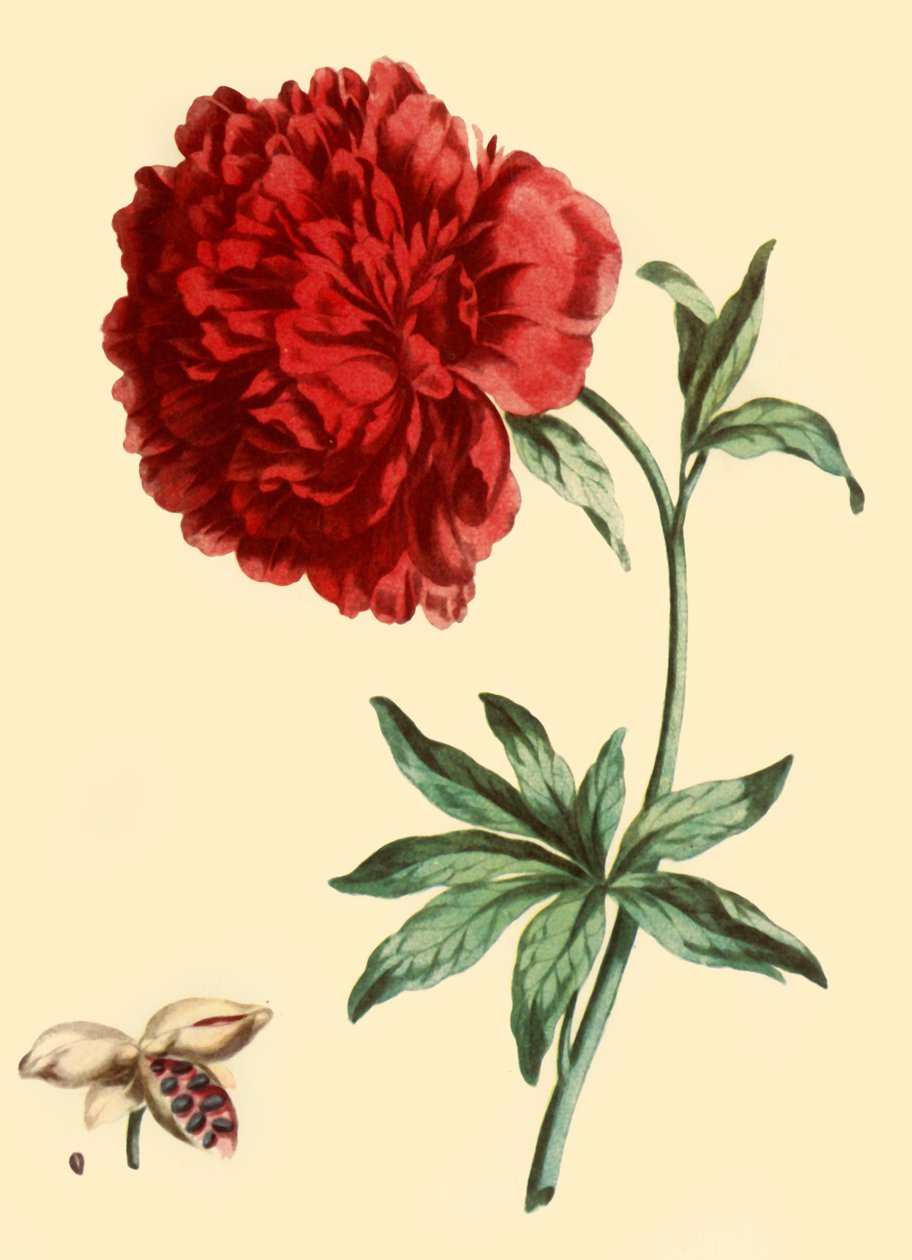 Pioen: Paeonia Faemina Flore Pleno Rubro Majore, 1769, 1946 door John Edwards