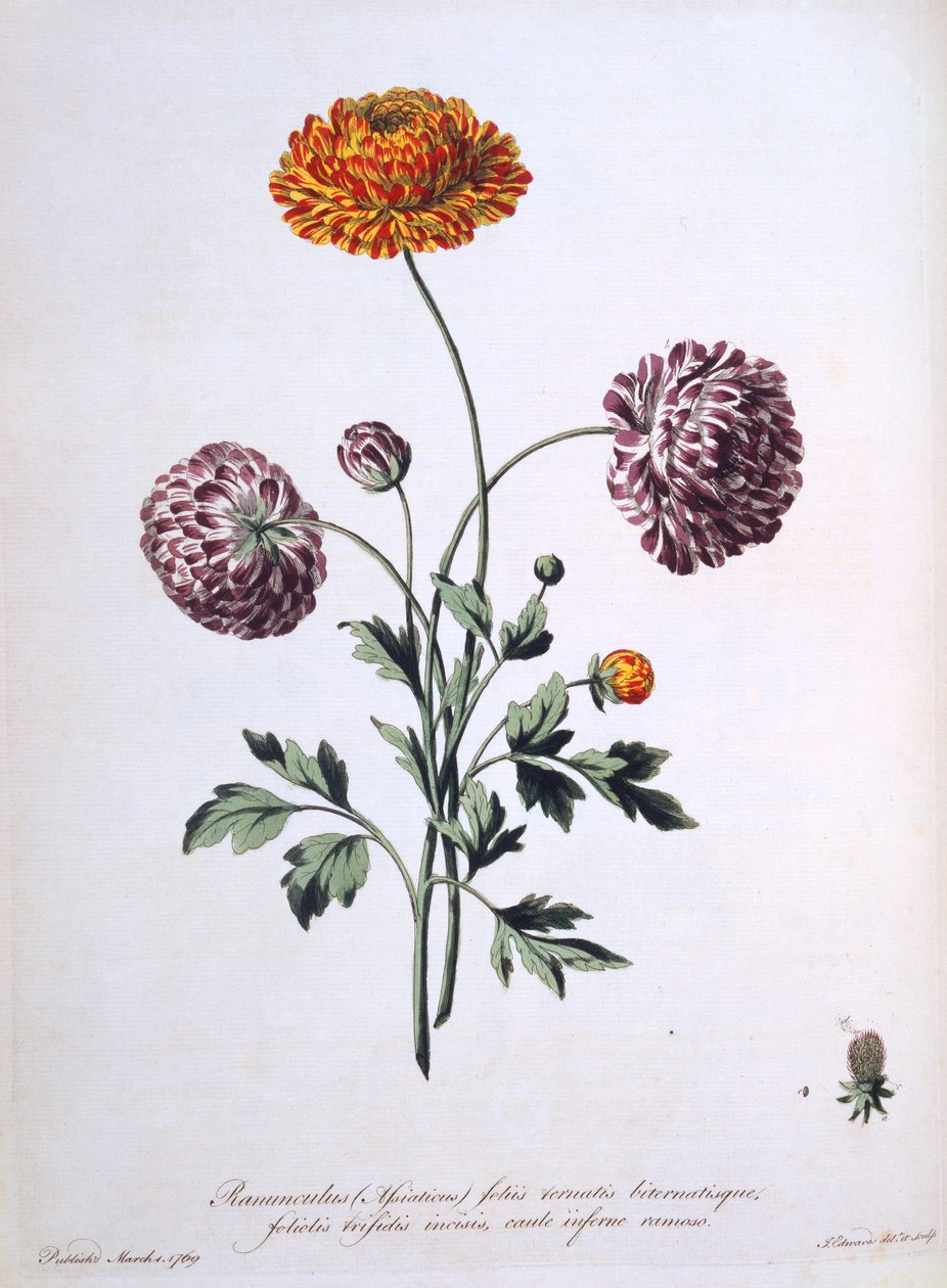 Ranunculus, illustratie uit 
