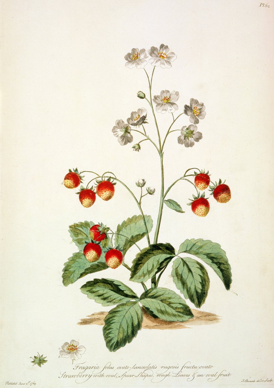 Aardbei: Ovaal Speervormig, ruwe bladeren en een ovaal fruit uit 
