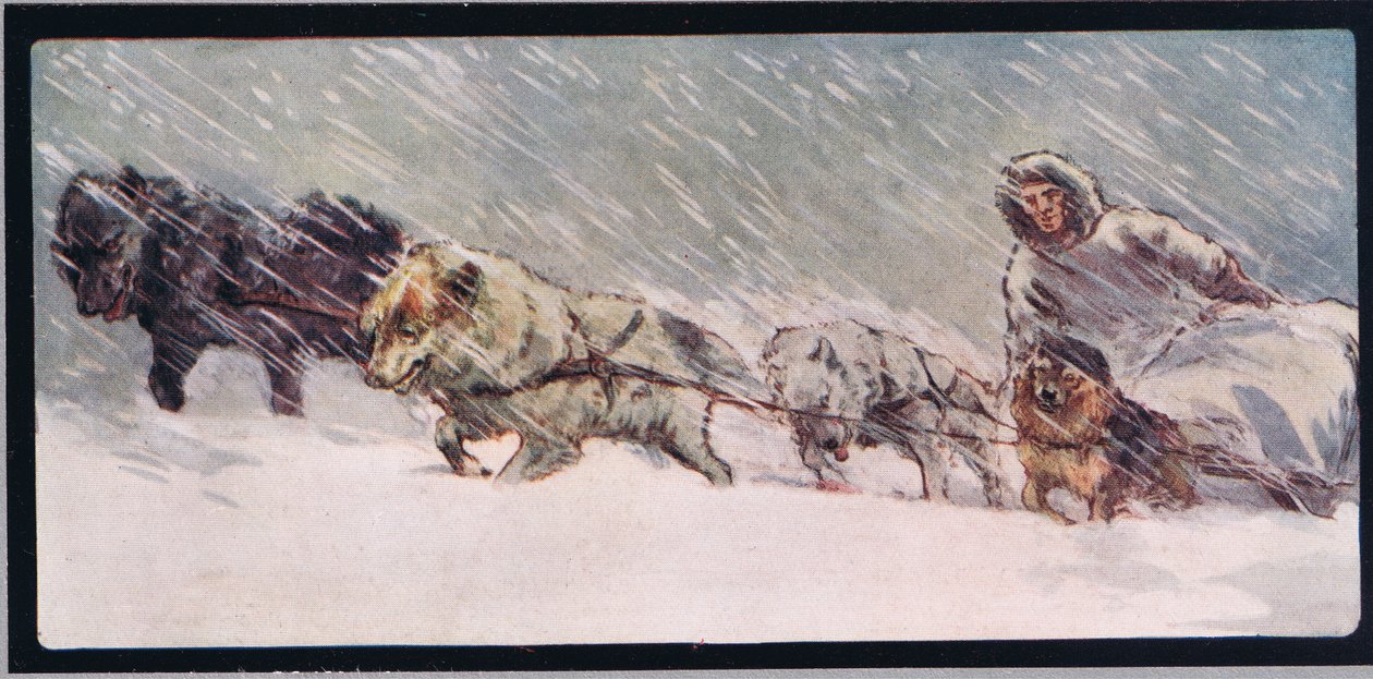 Huskies trekken een slee, illustratie uit 