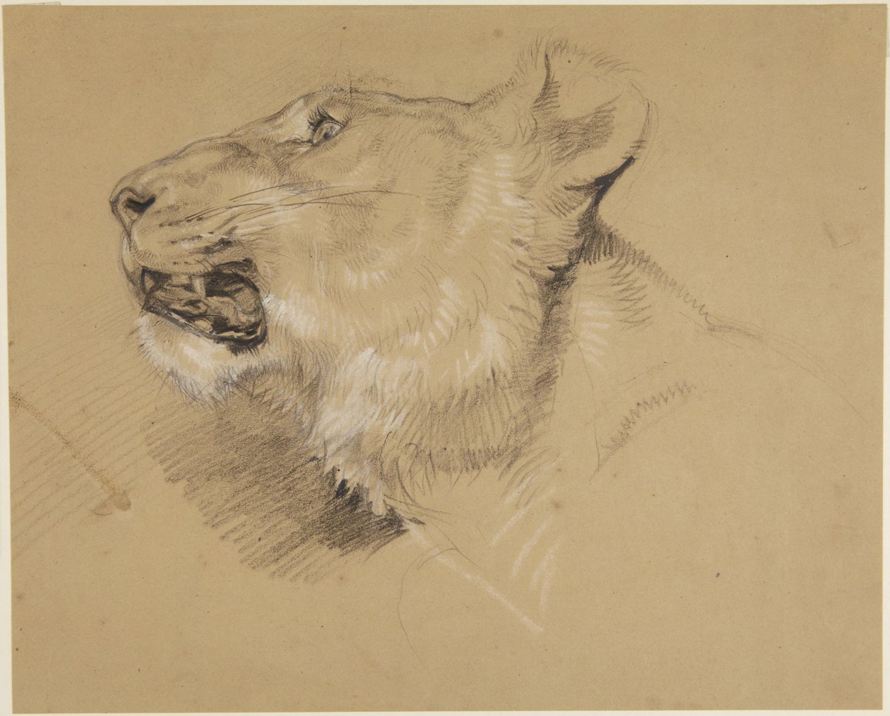 Kop van een leeuwin door John Frederick Lewis