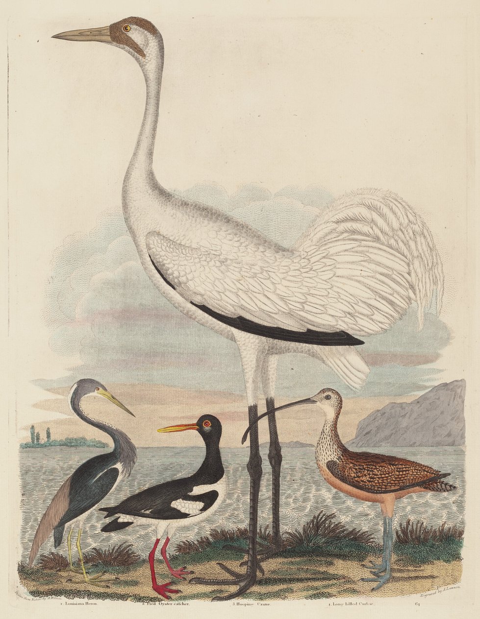 Louisiana Reiger, Bonte Strandloper, Kraanvogel en Langsnavelwulp door John G. Warnicke after Alexander Wilson