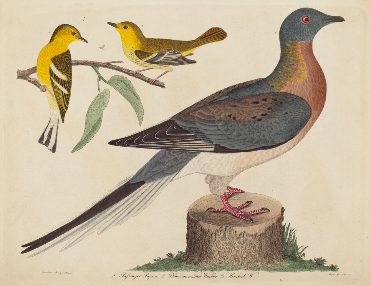 Passagiersduif, Blauwe Bergzanger en Hemlockzanger door John G. Warnicke after Alexander Wilson