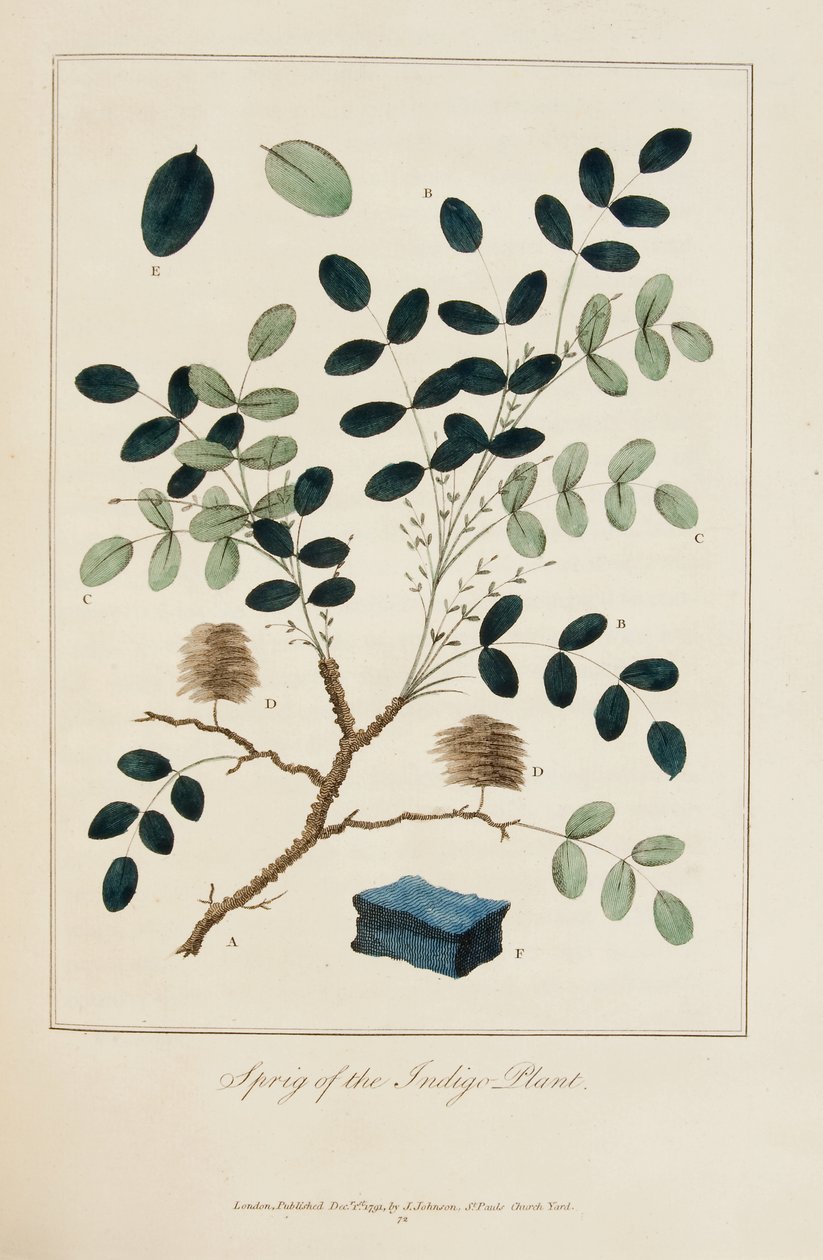 Takje van de Indigo Plant door John Gabriel Stedman