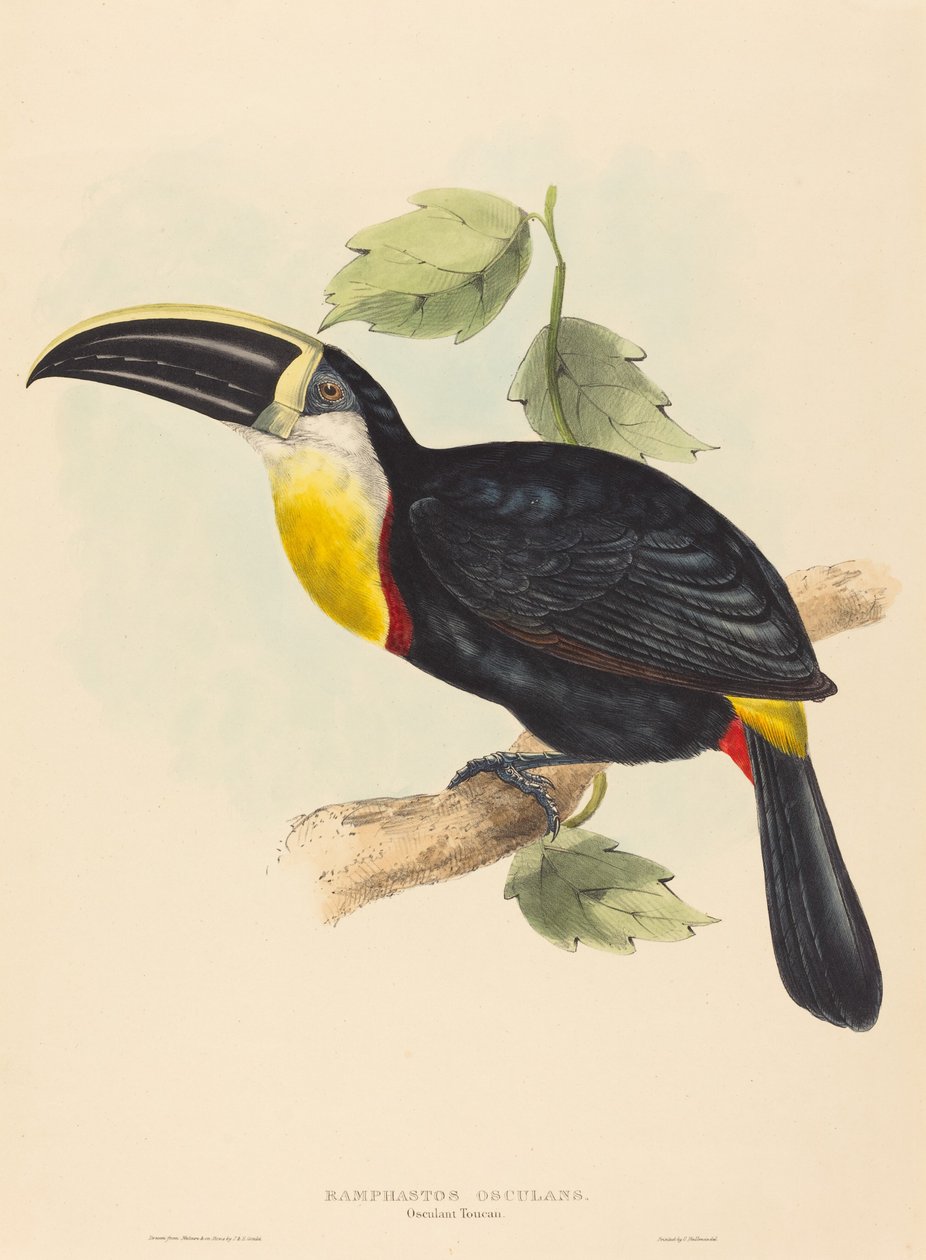 Osculant toekan Ramphastos osculans door John Gould, Elizabeth Gould