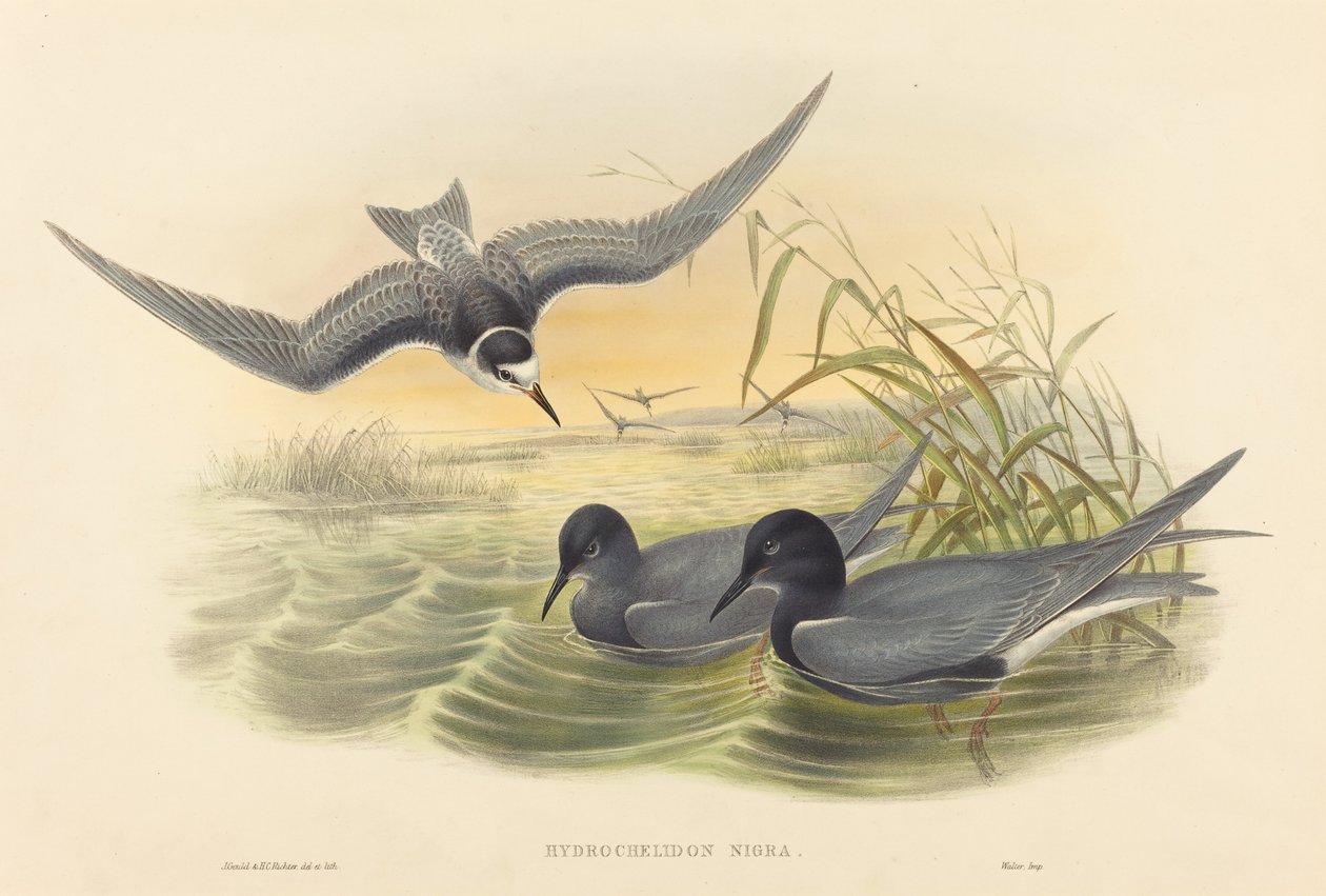Hydrochelidon nigra door John Gould and Henry Constantine Richter John Gould and Henry Constantine Richter