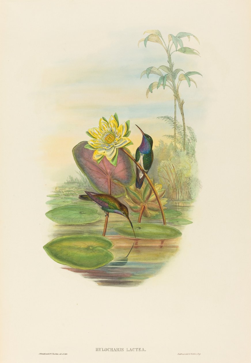 Hylocharis lactea Saffierborstsmaragd door John Gould and Henry Constantine Richter John Gould and Henry Constantine Richter
