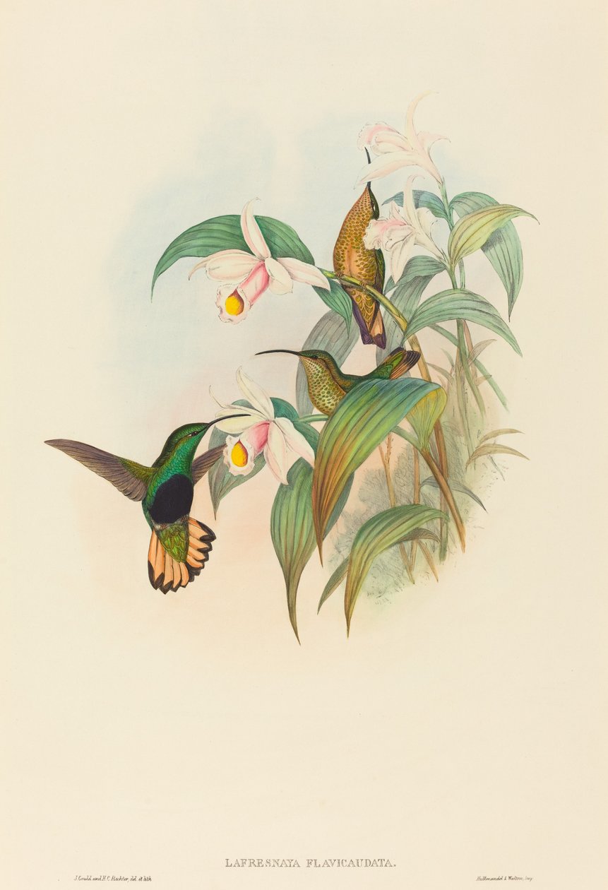 Lafresnaya flavicaudata Buff-staart Fluweelborst. Makers: John Gould, Henry Constantine Richter door John Gould and Henry Constantine Richter John Gould and Henry Constantine Richter