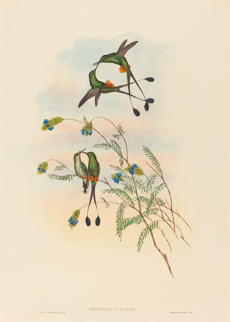 Spathura peruana Peruaanse Racket-Staart door John Gould and Henry Constantine Richter John Gould and Henry Constantine Richter