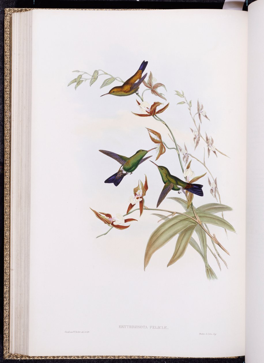 Een Monografie van Trochilidae, of Familie van Kolibries, gepubliceerd 1849-61 door John Gould