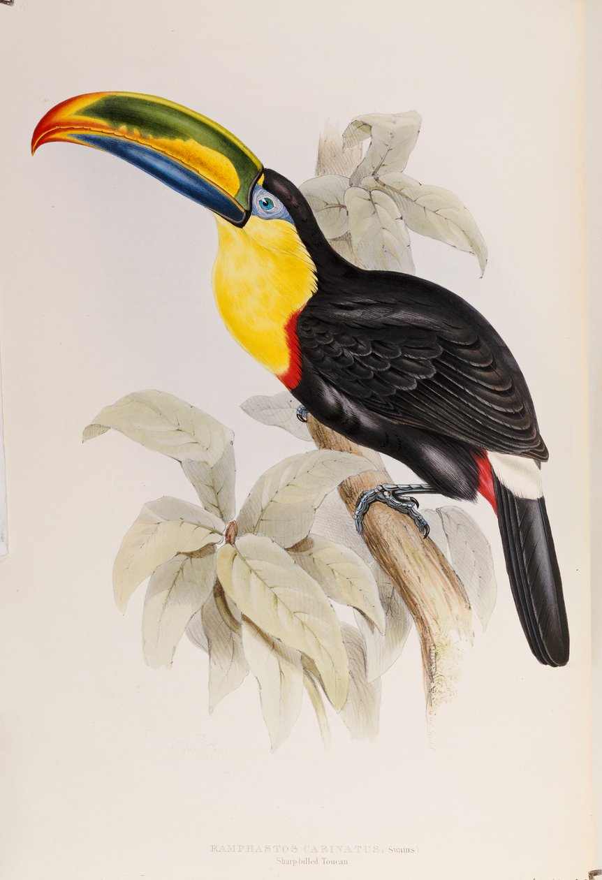Een Monografie van de Ramphastidae, of Familie van Toekans, Eerste Editie, gepubliceerd 1834 door John Gould
