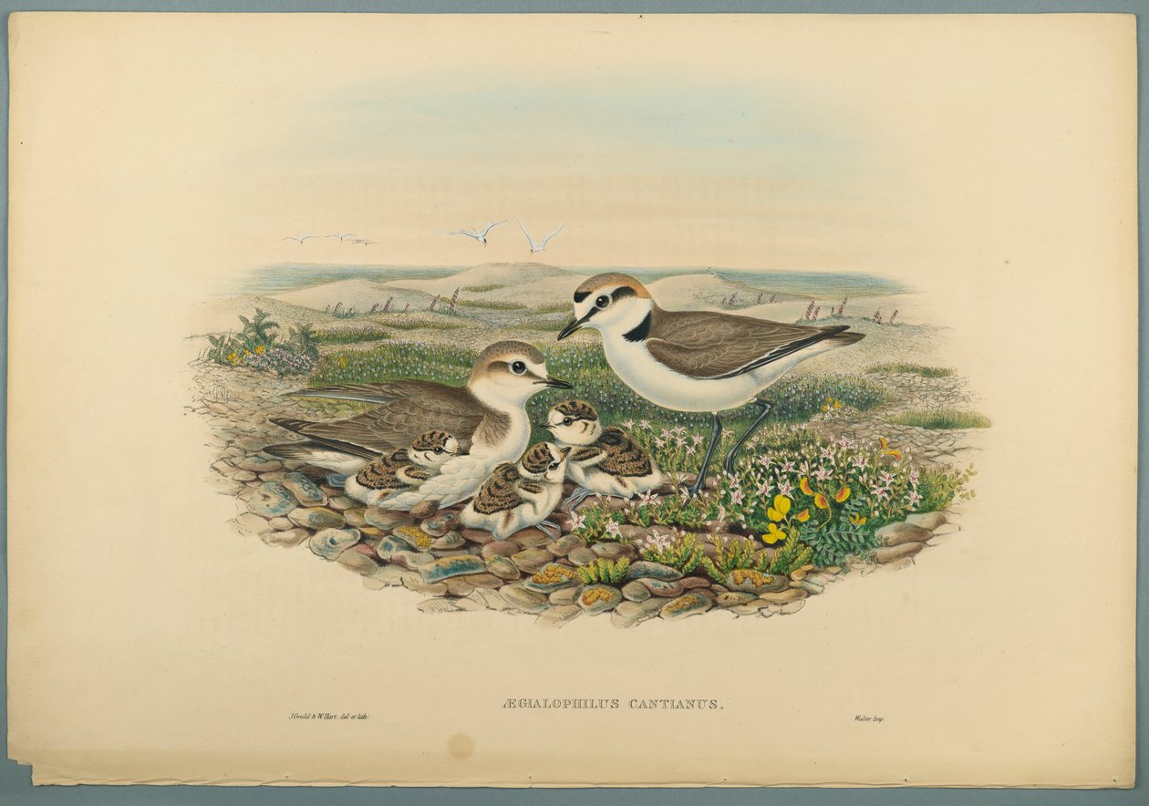 Aegialophilus Cantianus - Strandplevier door John Gould