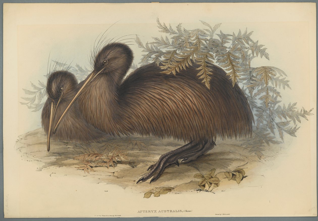 Apteryx Australis door John Gould