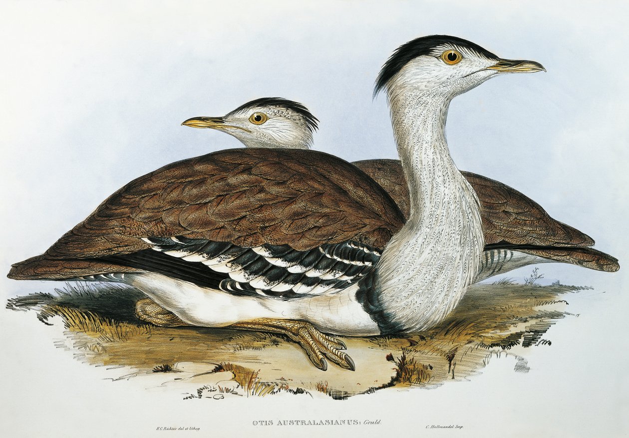 Australische trap (Otis australasianus) door John Gould