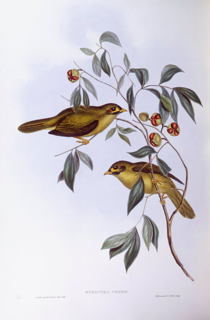 Klokmijnwerker (Manorina melanophrys), Gravure door John Gould door John Gould