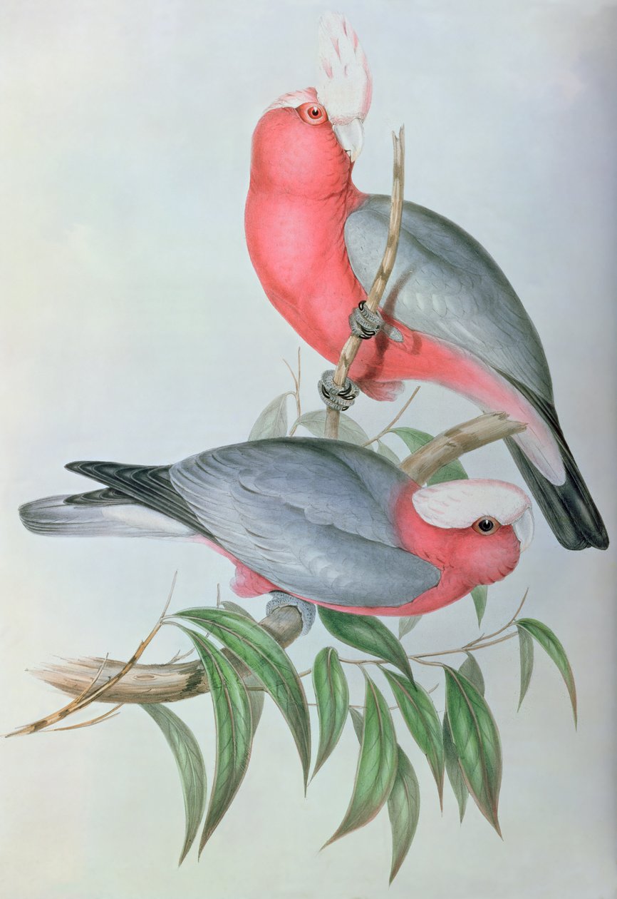Vogels van Azië door John Gould