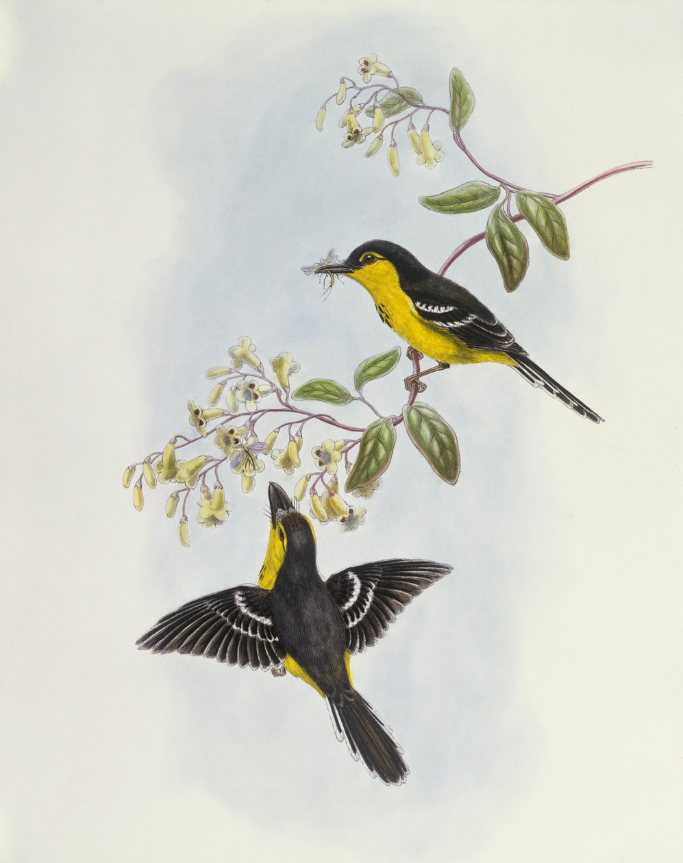 Zwartborstbootbek (Machaerirhynchus nigripectus), gravure door John Gould