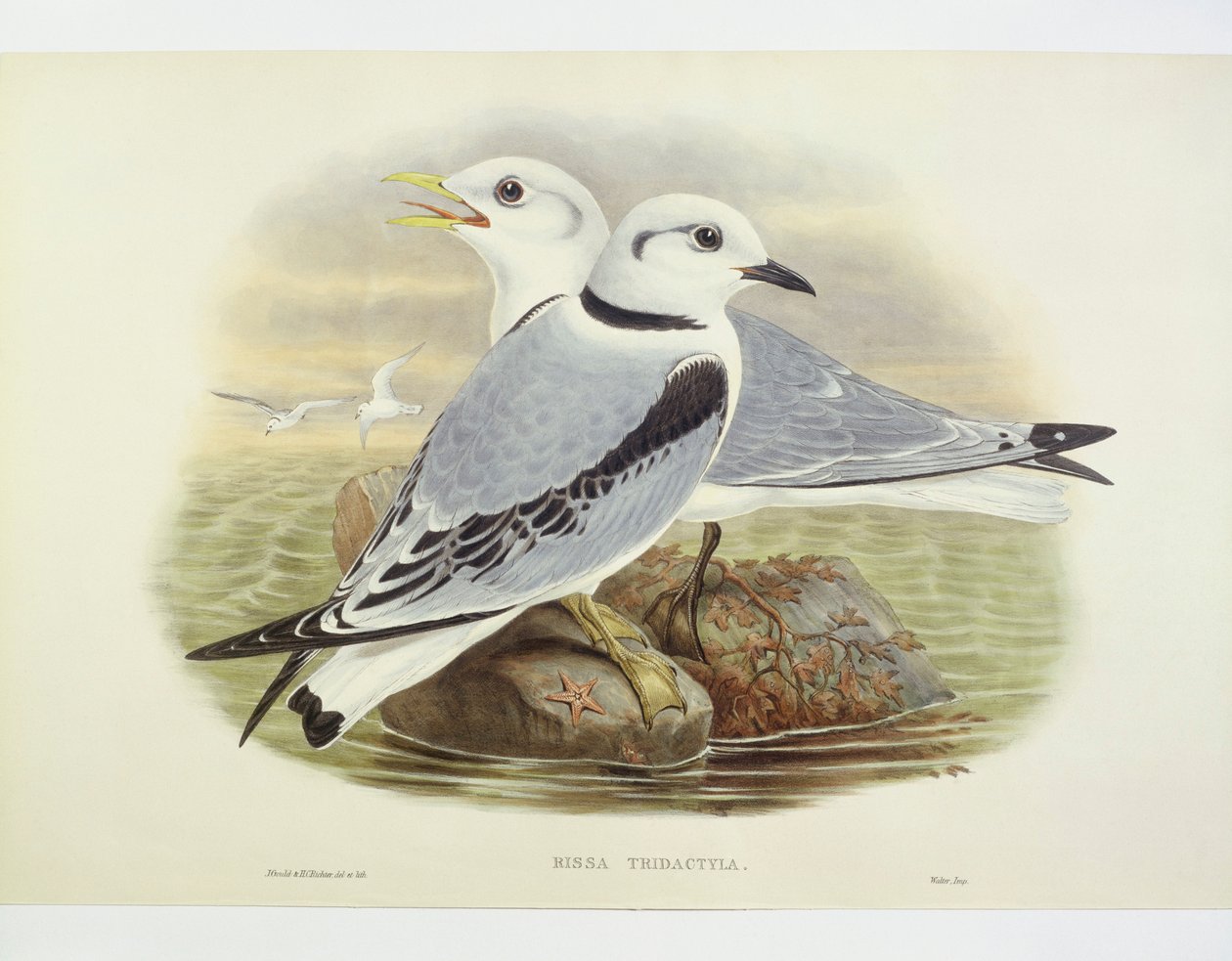Drieteenmeeuw (Rissa tridactyla), Gravure door John Gould, William Hart, H C Richte door John Gould