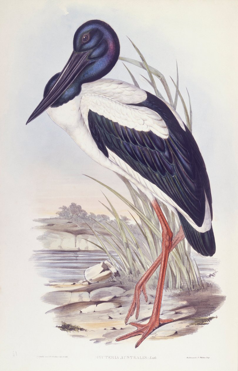 Zwartnekkikvors (Ephippiorhynchus asiaticus), gravure door John Gould door John Gould