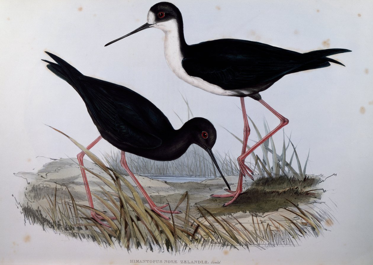 Zwarte Steltkluut (Himantopus novaezelandiae), gravure uit Birds of Australia door John Gould