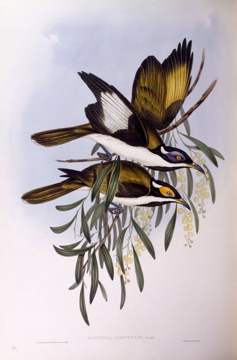 Blauwgezicht honingeter (Entomyzon cyanotis), gravure door John Gould door John Gould