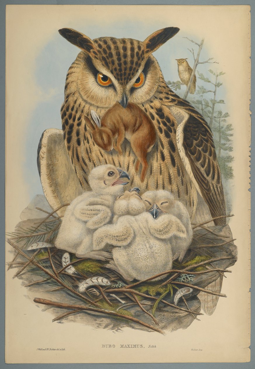Bubo Maximus: Uil door John Gould