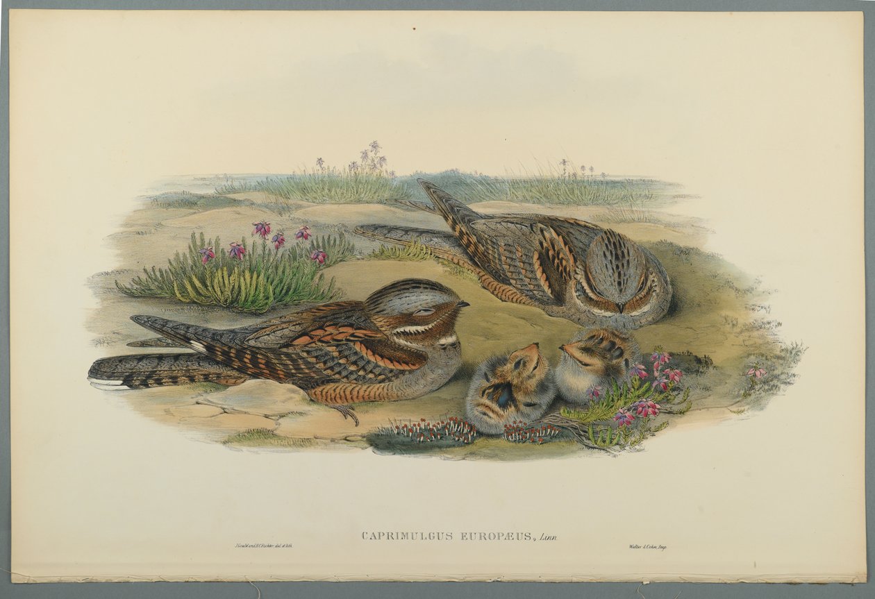Caprimulgus Europaeus door John Gould