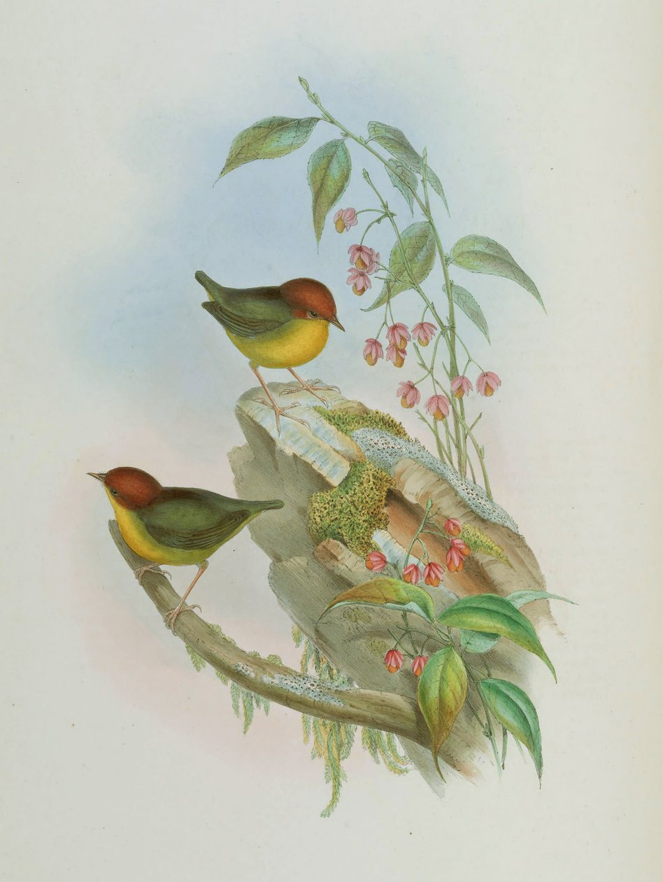Cettia castaneocoronata door John Gould