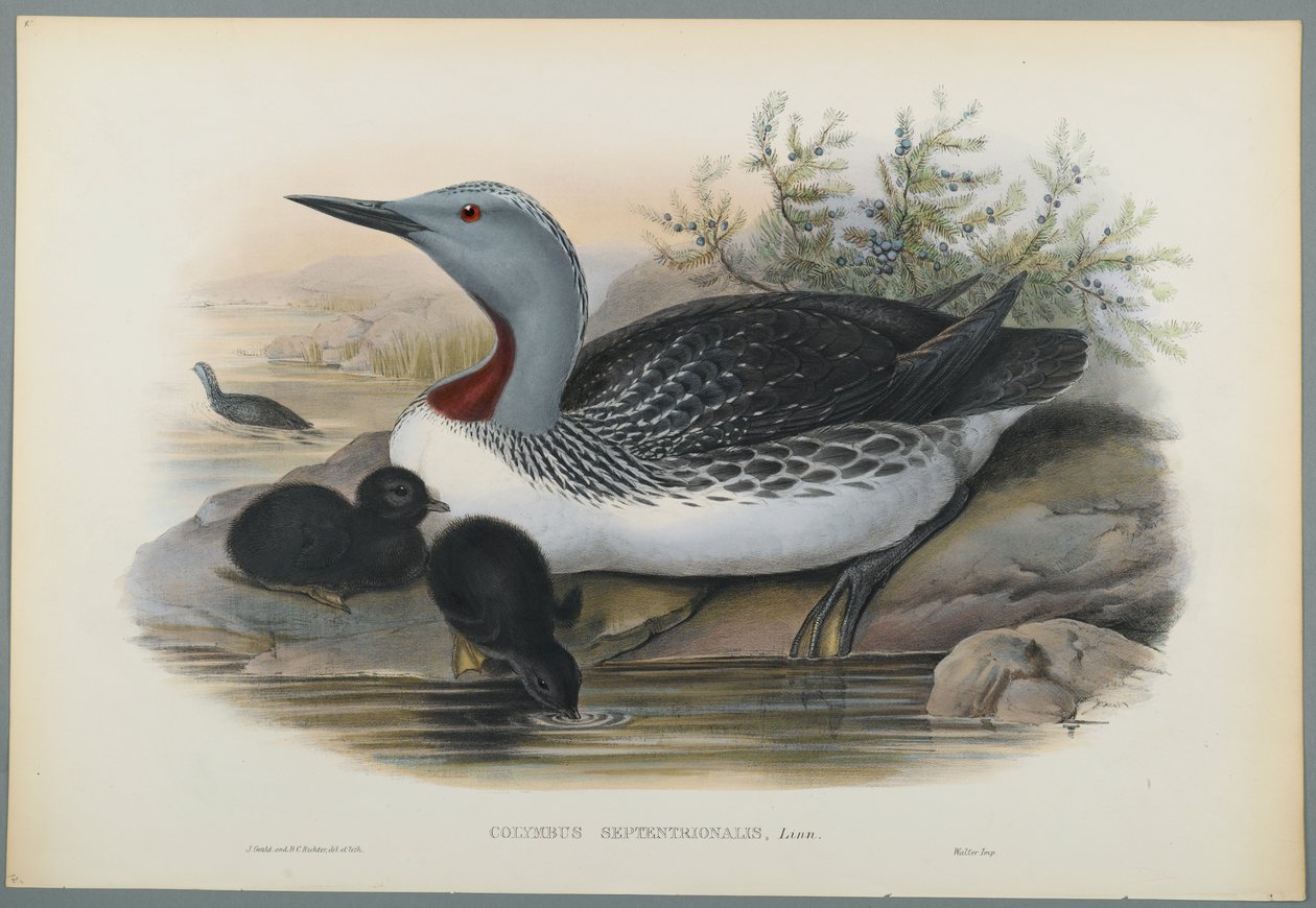 Colymbus Septentrionalis: Roodkeelduiker door John Gould