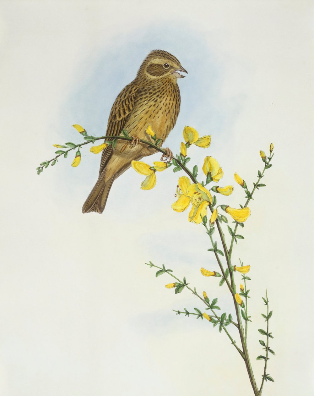 Grauwe gors (Miliaria of Emberiza calandra), Gravure door John Gould door John Gould
