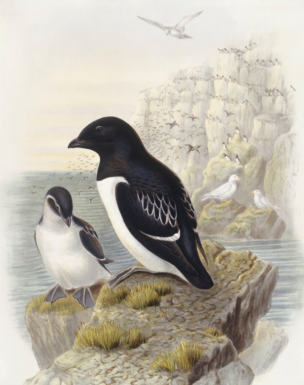 Kleine alk (Alle alle), Gravure door John Gould door John Gould