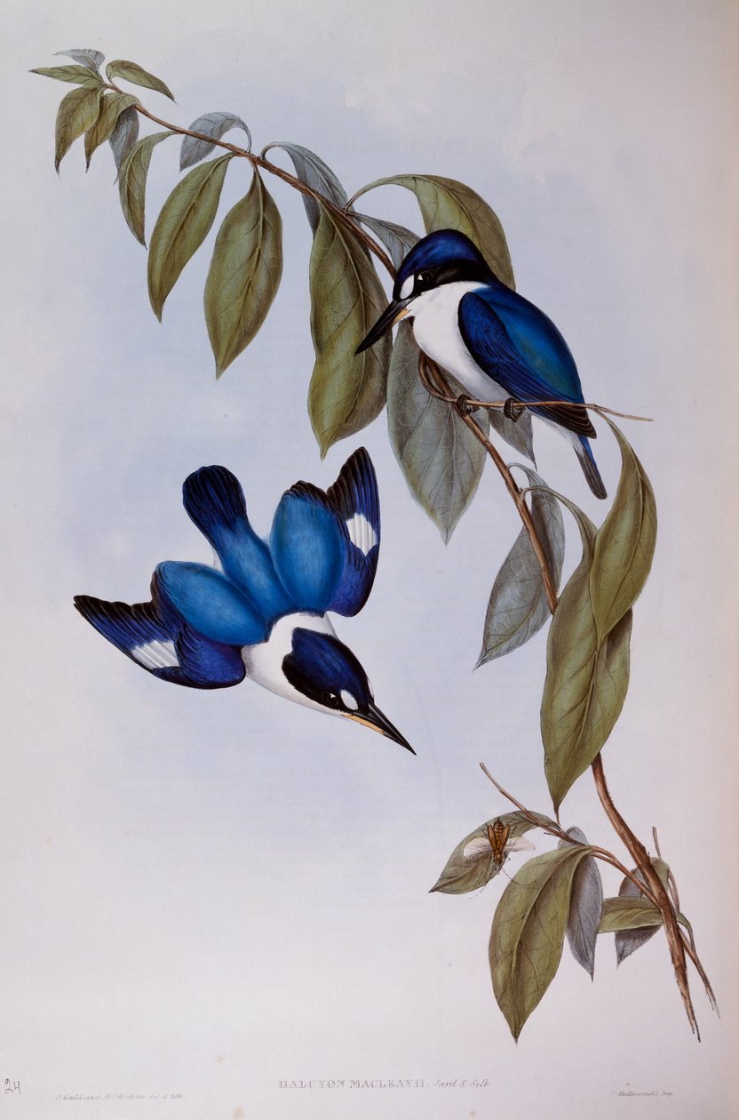 Bosijsvogel (Halcyon Macleay), gravure uit Birds of Australia door John Gould