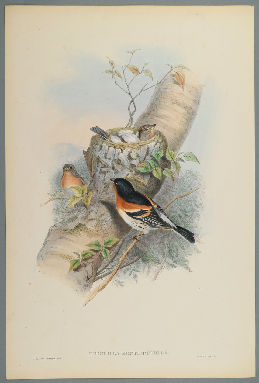 Fringilla Montifringilla - Keep door John Gould