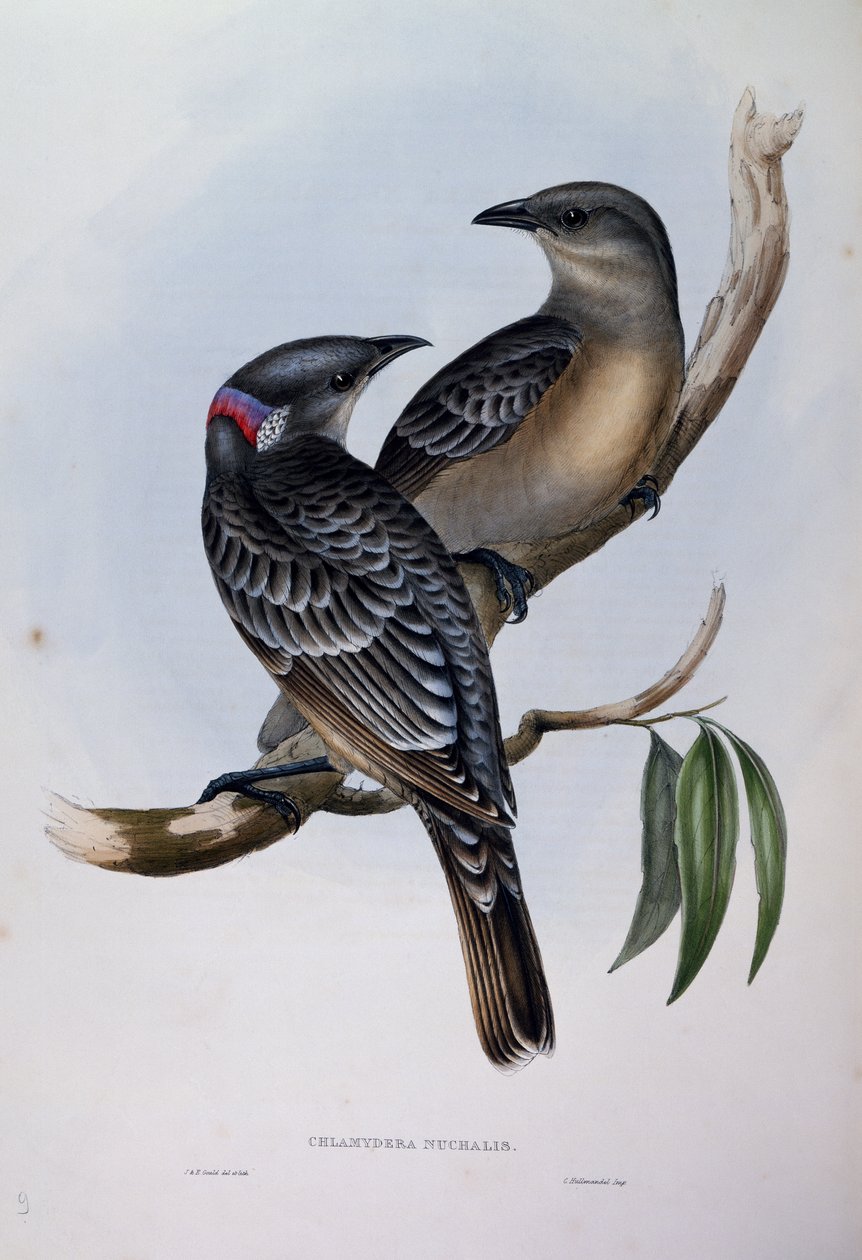 Grote prieelvogel (Chlamydera nuchalis), gravure uit Birds of Australia door John Gould