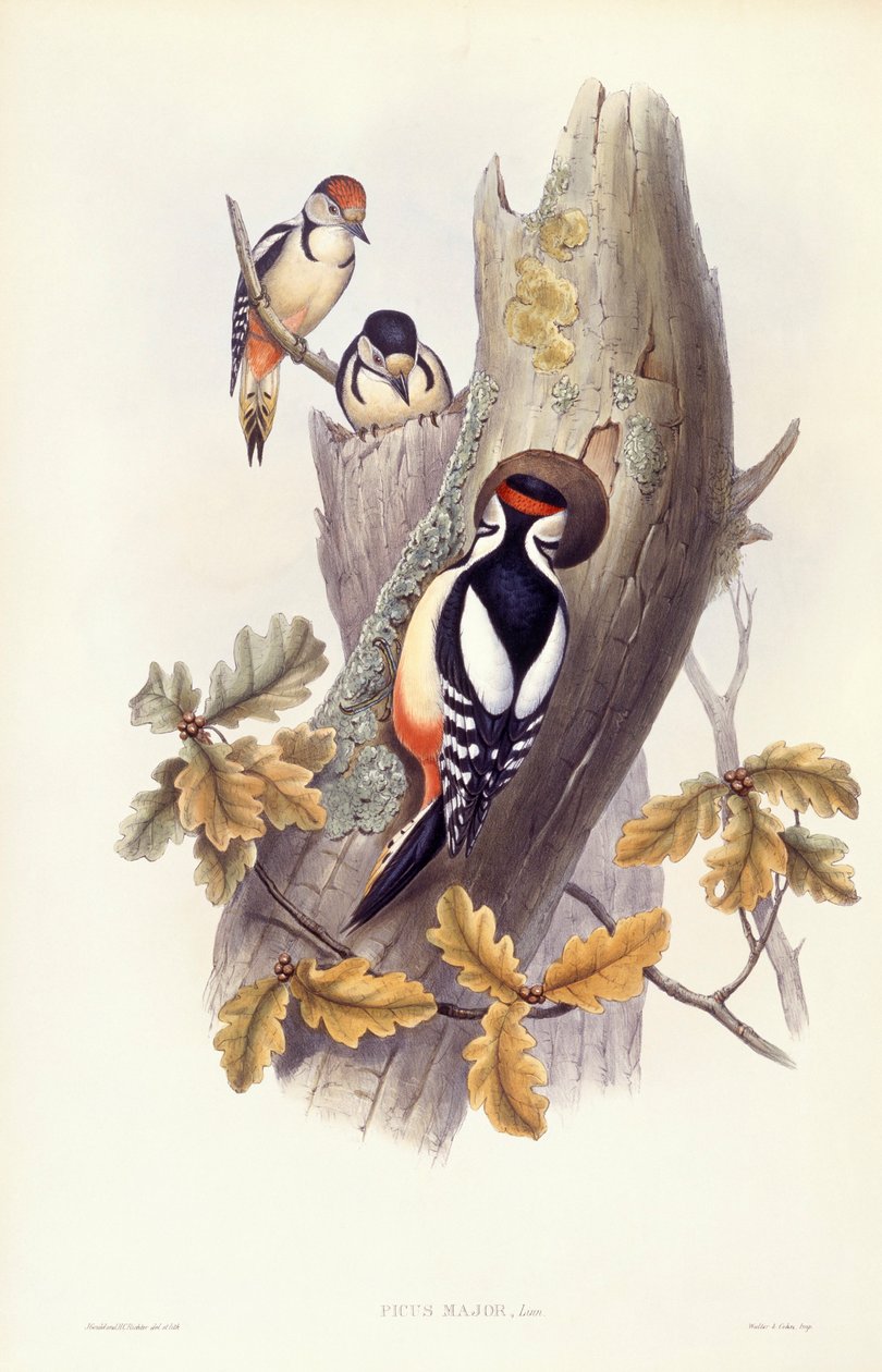 Grote Bonte Specht (Dendrocopos major), Gravure door John Gould door John Gould