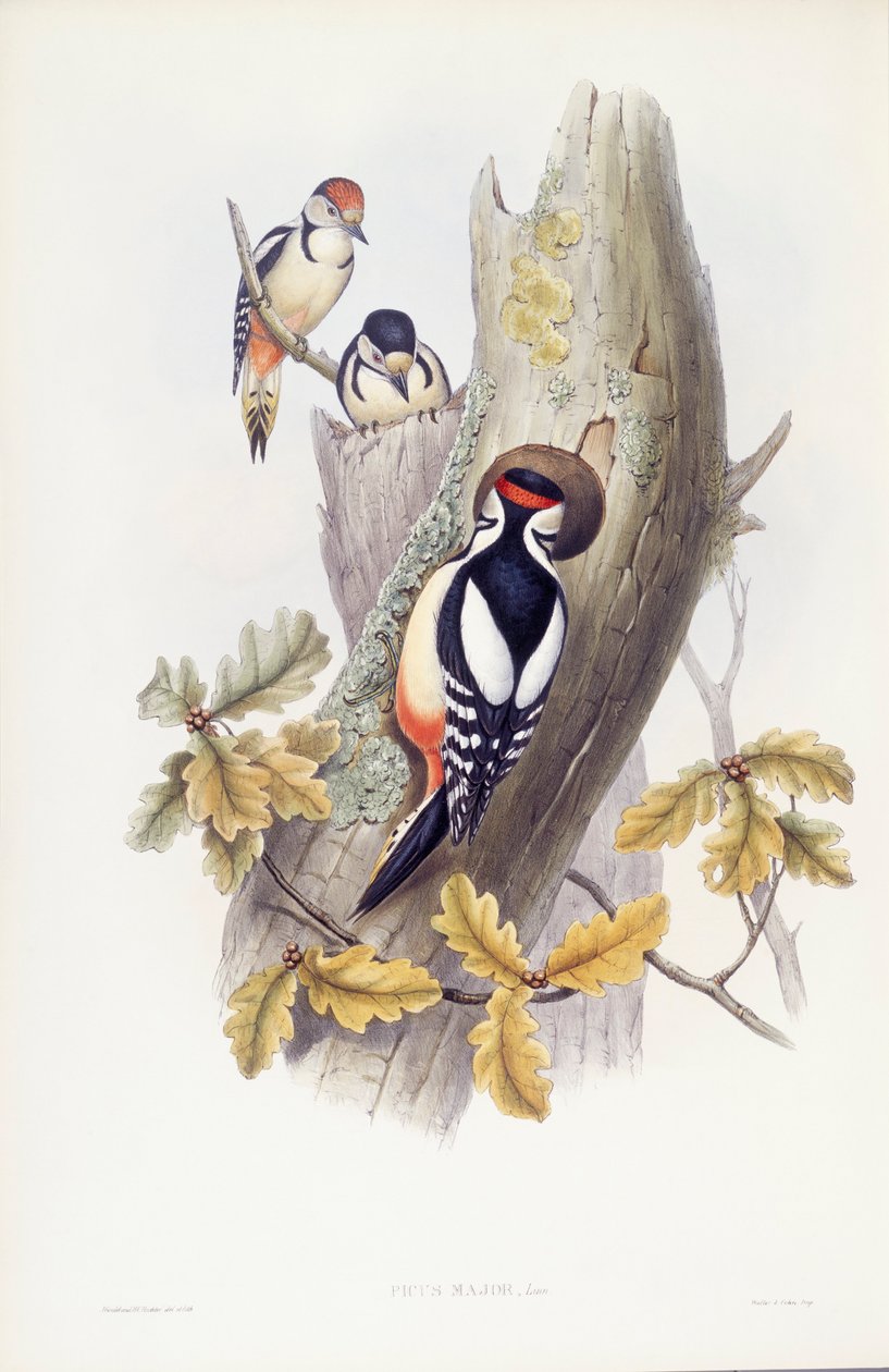 Grote bonte specht (Dendrocopos major), gravure door John Gould door John Gould